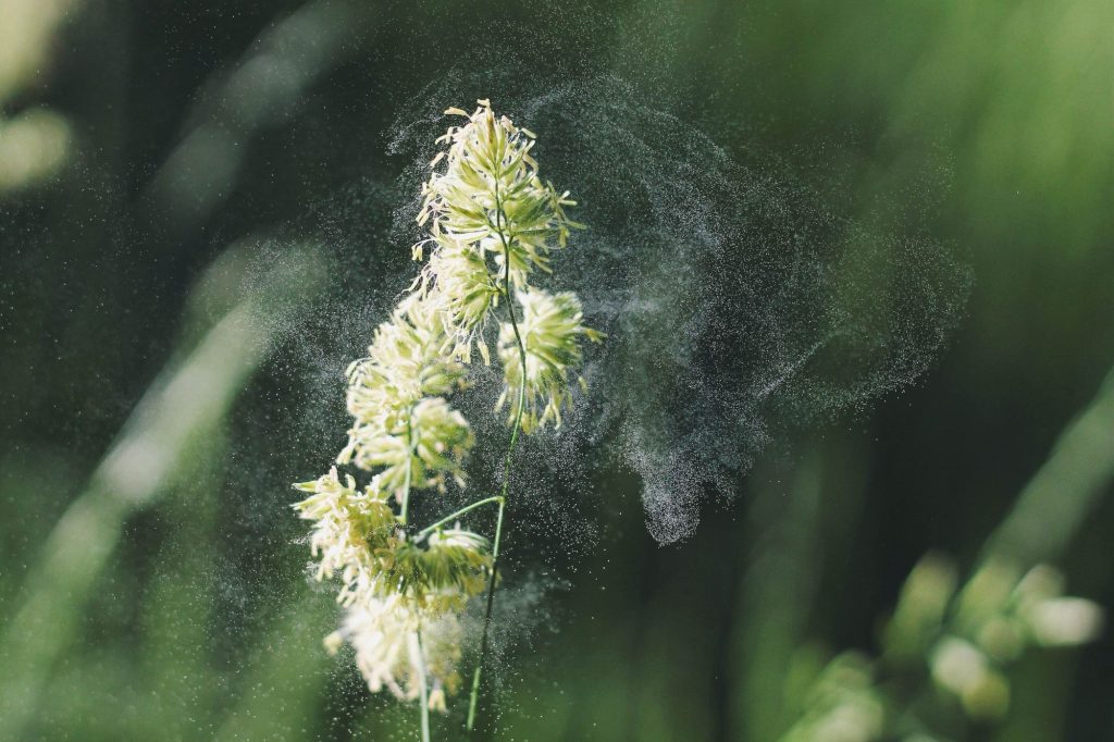 Pollen flying during spring time